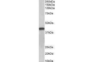 Image no. 1 for anti-Troponin T2, Cardiac (TNNT2) (AA 201-213) antibody (ABIN2613399)