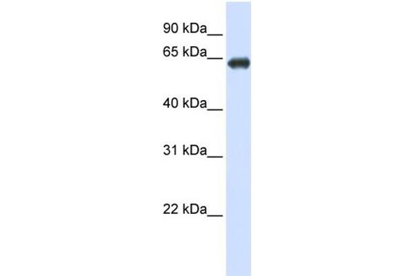 SLC39A4 Antikörper  (N-Term)