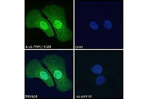 Image no. 3 for anti-Piwi-Like 1 (PIWIL1) (Internal Region) antibody (ABIN190916)