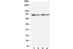 Image no. 1 for anti-Feline Sarcoma Oncogene (FES) (C-Term) antibody (ABIN3030922)