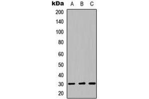 LYL1 antibody  (Center)
