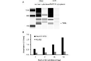 Transcription factor activity assay of TFEB from nuclear extracts of HepG2 cells or HepG2 cells treated with HBSS medium for 4 hr.