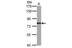 Image no. 1 for anti-Tetratricopeptide Repeat Domain 14 (TTC14) (AA 470-664) antibody (ABIN1501545)
