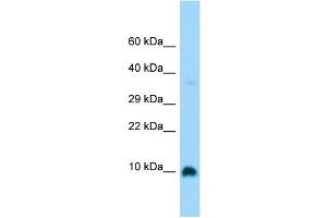 Image no. 1 for anti-G Protein gamma 4 (GNG4) (Middle Region) antibody (ABIN2790767)