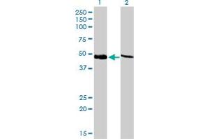 Image no. 2 for anti-Proteasome (Prosome, Macropain) 26S Subunit, ATPase, 4 (PSMC4) (AA 1-418) antibody (ABIN562488)