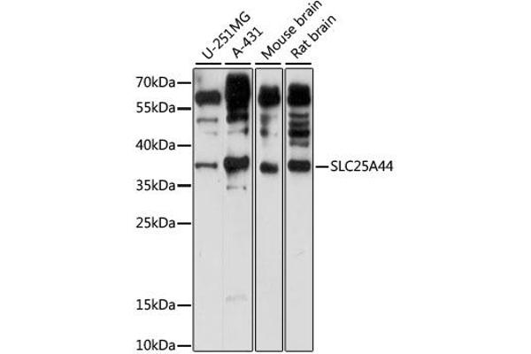 anti-Solute Carrier Family 25, Member 44 (SLC25A44) antibody