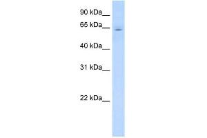 Image no. 3 for anti-Cytochrome P450, Family 2, Subfamily E, Polypeptide 1 (CYP2E1) (C-Term) antibody (ABIN2776801)