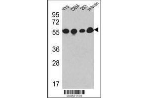 Image no. 1 for anti-Tubulin, beta (TUBB) antibody (ABIN387758)