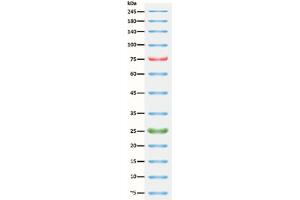 Image no. 1 for ExcelBand™ 3-color Broad Range Protein Marker (ABIN5662598)