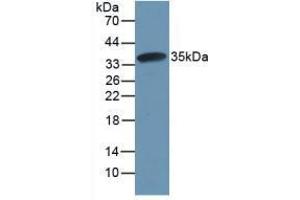CAPNL1 antibody  (AA 387-694)