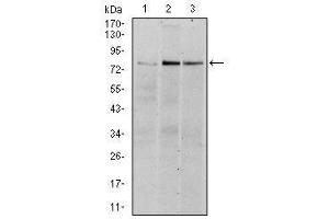 Image no. 4 for anti-Ribosomal Protein S6 Kinase, 90kDa, Polypeptide 3 (RPS6KA3) antibody (ABIN1108903)
