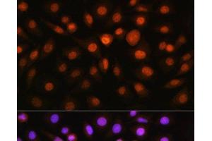 Immunofluorescence analysis of L929 cells using DDIT3 / CHOP Polyclonal Antibody at dilution of 1:100.