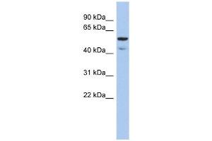 ATE1 antibody used at 1 ug/ml to detect target protein.