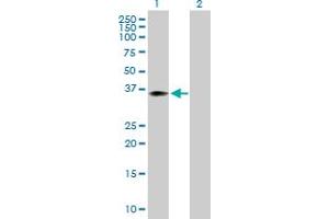 Western Blot analysis of WDR45 expression in transfected 293T cell line by WDR45 MaxPab polyclonal antibody.
