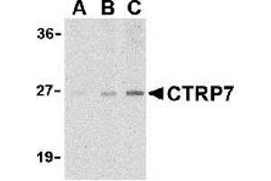 Western Blotting (WB) image for anti-C1q and Tumor Necrosis Factor Related Protein 7 (C1QTNF7) (N-Term) antibody (ABIN1031333)