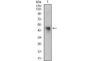 Image no. 2 for anti-Napsin A Aspartic Peptidase (NAPSA) (AA 20-158) antibody (ABIN1724854)