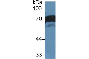Image no. 2 for anti-Numb Homolog (NUMB) (AA 376-482) antibody (ABIN1860074)