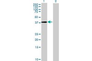 Image no. 2 for anti-KH Domain Containing, RNA Binding, Signal Transduction Associated 1 (KHDRBS1) (AA 1-381) antibody (ABIN524097)