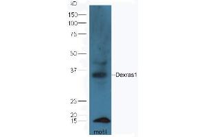 Image no. 1 for anti-RAS, Dexamethasone-Induced 1 (RASD1) (AA 21-120) antibody (ABIN2559449)