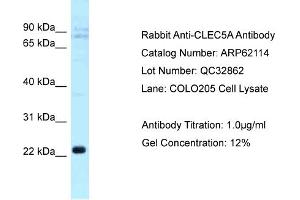 Image no. 1 for anti-C-Type Lectin Domain Family 5, Member A (CLEC5A) (C-Term) antibody (ABIN2789025)