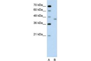 Image no. 1 for anti-LRP2 Binding Protein (LRP2BP) antibody (ABIN2462598)