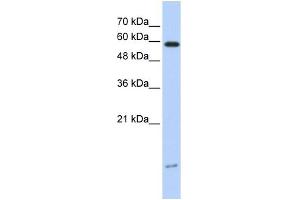 Image no. 1 for anti-Dynein, Light Chain, LC8-Type 1 (DYNLL1) (N-Term) antibody (ABIN2784529)