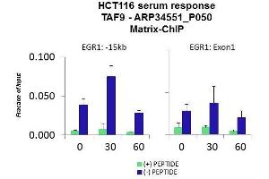 Image no. 2 for anti-RNA Polymerase II TBP-Associated Factor Subunit G (TAF9) (N-Term) antibody (ABIN2775865)