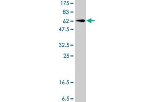 GNAI1 anticorps  (AA 1-354)