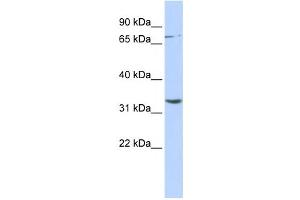Image no. 1 for anti-Dpy-19-Like 1 (C. Elegans) (DPY19L1) antibody (ABIN2458759)