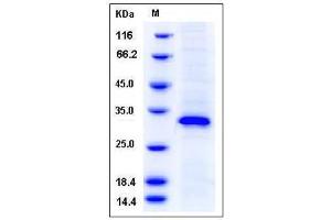 Image no. 1 for EGF-Like-Domain, Multiple 7 (EGFL7) (AA 24-273), (Mature) (Active) protein (His tag) (ABIN2004952)