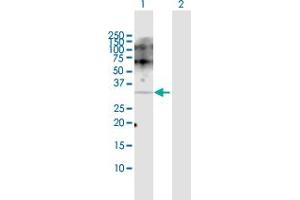 Image no. 2 for anti-Proopiomelanocortin (POMC) (AA 1-267) antibody (ABIN519039)