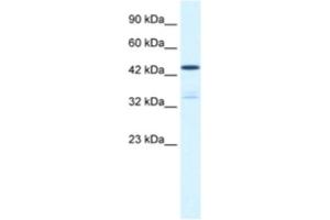 Image no. 1 for anti-Potassium Voltage-Gated Channel, Shaker-Related Subfamily, beta Member 3 (KCNAB3) antibody (ABIN2461107)