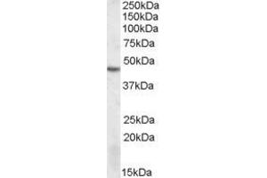Image no. 1 for anti-serine/threonine Kinase 17b (STK17B) (Internal Region) antibody (ABIN570989)