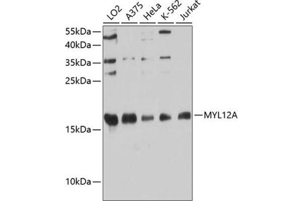 MYL12A 抗体  (AA 92-171)