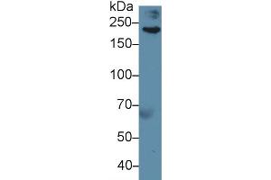 Image no. 1 for anti-Filamin B, beta (FLNB) (AA 1-237) antibody (ABIN5013559)