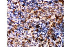 IHC-P: Caspase-6 antibody testing of rat spleen tissue