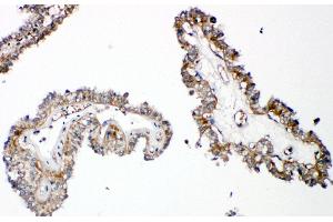 Image no. 2 for anti-Parathyroid Hormone 1 Receptor (PTH1R) (AA 388-406), (C-Term) antibody (ABIN3043983)