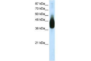 Image no. 1 for anti-Jun B Proto-Oncogene (JUNB) (N-Term) antibody (ABIN2780413)