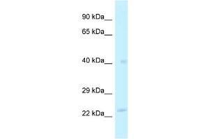 Image no. 1 for anti-Mitochondrial Ribosomal Protein L40 (MRPL40) (Middle Region) antibody (ABIN2789157)