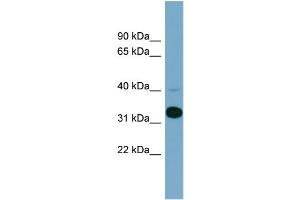 Image no. 1 for anti-Methionyl Aminopeptidase 1 (METAP1) (N-Term) antibody (ABIN2786084)