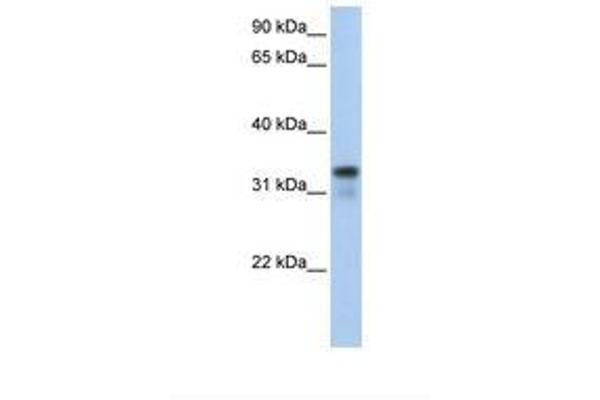 GLYATL2 antibody  (AA 110-159)