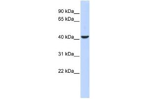 Image no. 1 for anti-Myocyte Enhancer Factor 2B (MEF2B) (Middle Region) antibody (ABIN2780724)