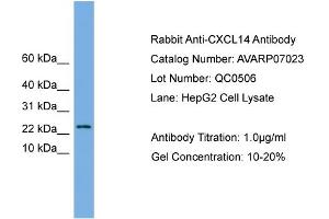 anti-Chemokine (C-X-C Motif) Ligand 14 (CXCL14) (Middle Region) antibody
