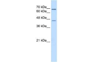 Image no. 1 for anti-Aldehyde Dehydrogenase 3 Family, Member A2 (ALDH3A2) (C-Term) antibody (ABIN2781793)