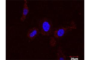 Image no. 4 for CCNB1 & CDKN1A Protein Protein Interaction Antibody Pair (ABIN1339863)