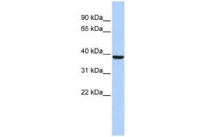 Image no. 1 for anti-Aminolevulinate Dehydratase (ALAD) (N-Term) antibody (ABIN2776920)