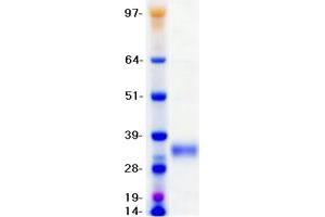Image no. 1 for Stanniocalcin 1 (STC1) protein (DYKDDDDK-His Tag) (ABIN2732755)