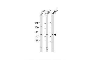 Image no. 5 for anti-ATG7 Autophagy Related 7 (ATG7) (AA 494-523) antibody (ABIN388522)