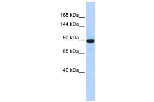 Image no. 1 for anti-phosphodiesterase 3A, cGMP-Inhibited (PDE3A) (N-Term) antibody (ABIN634852)