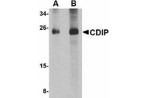 Image no. 1 for anti-LITAF-Like Protein (CDIP1) (Internal Region) antibody (ABIN478041)